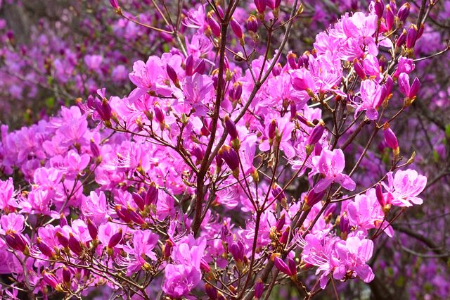 南木曽町観光協会